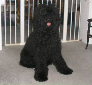 COCOJOEY003.JPG
